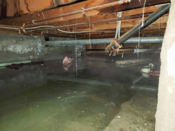 Best Water damage contractors near me  in Singac, NJ